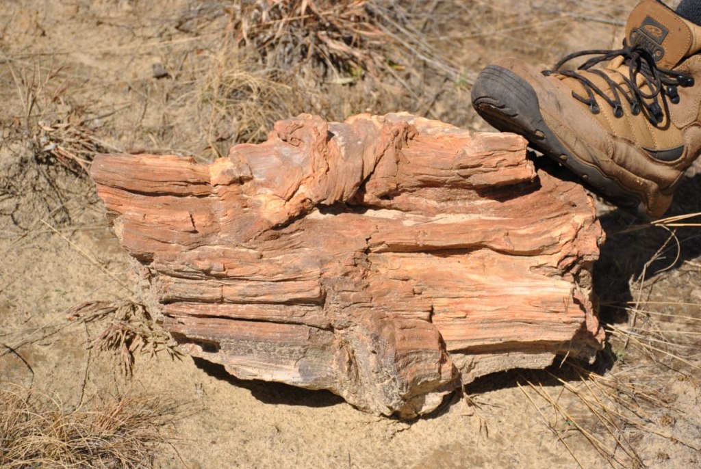 Mill Drift fossilised wood